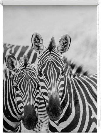 Lichtblick Zebra Rollo Klemmfix mit Tiermotiv in Schwarz-Weiß, B: 90 cm, H: 150 cm - Bild 1