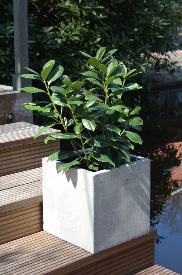 Pflanztopf Arven von Aplanta in Grau, quadratisch, Beton-Optik, B/T/H: 30 x 30 x 30 cm - Bild 3