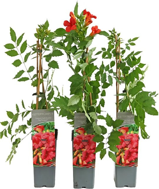 GROW by OBI Campsis tagliabuana Kletterpflanze für den Außenbereich - Bild 1