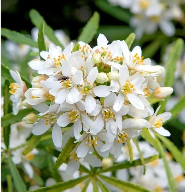 Choisya dewitteana Orangenblume Little Bee weißer Strauch von Nr-01.de, Höhe: 30-40 cm - Bild 1