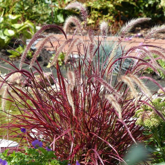 Rotes Federborstengras Rubrum als mehrjährige Zierpflanze für Garten, Balkon und Beete - Bild 1
