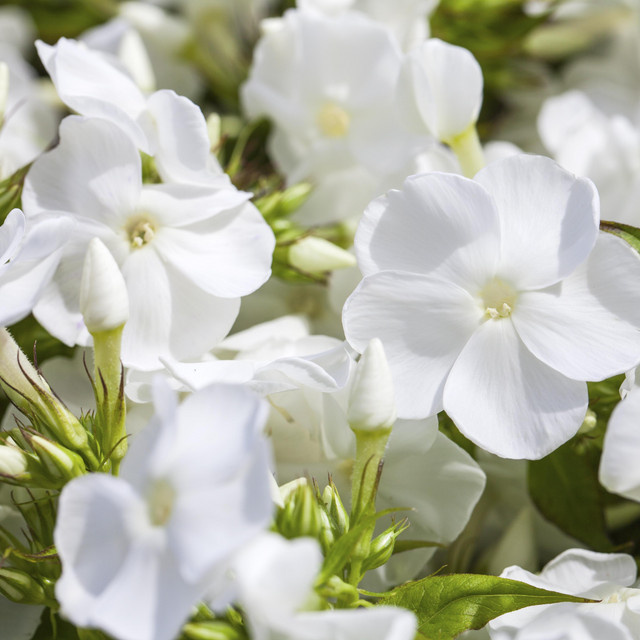 Phlox paniculata RockCollection Weiß pflegeleichte Sommerstaude von BLUME2000 für Rabatten und naturnahe Beete - Bild 1