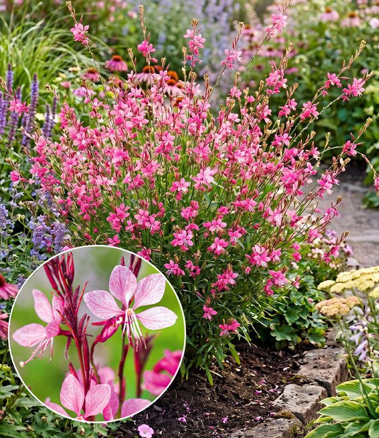 Prachtkerze Gaura Pink - Bild 1