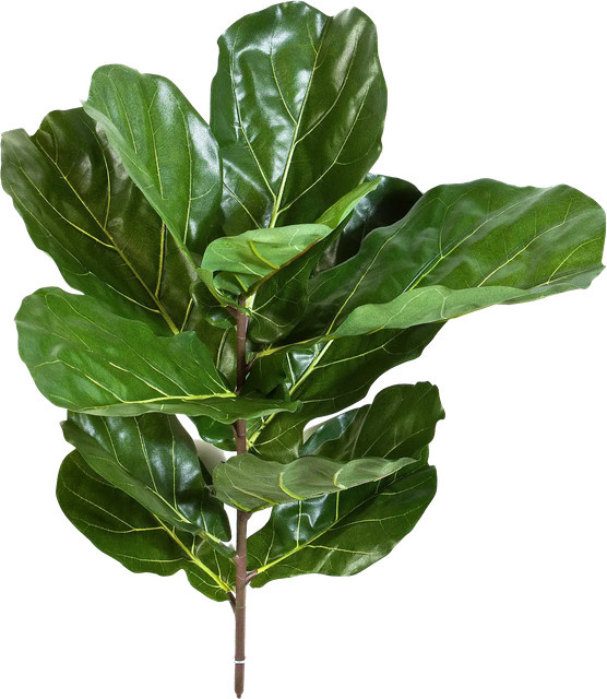 Künstlicher Geigenfeigen-Zweig von Aplanta Flora, Höhe: 77 cm - Bild 1