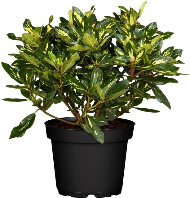 GROW by OBI Rhododendron Goldflimmer Rosa Zierstrauch in Pink und Grün, Höhe: 30 - 40 cm - Bild 1