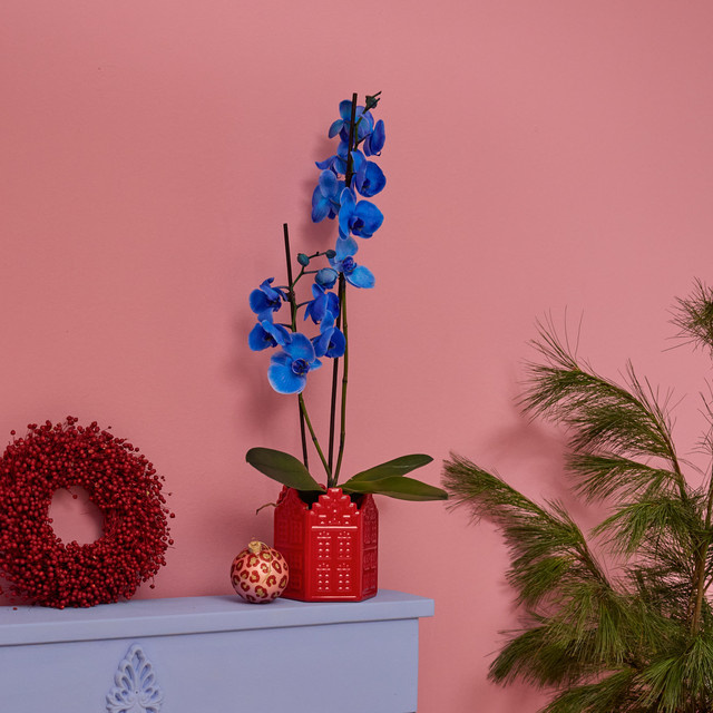 Phalaenopsis Orchidee I am Blue von BLUME2000 in Blau - Bild 1