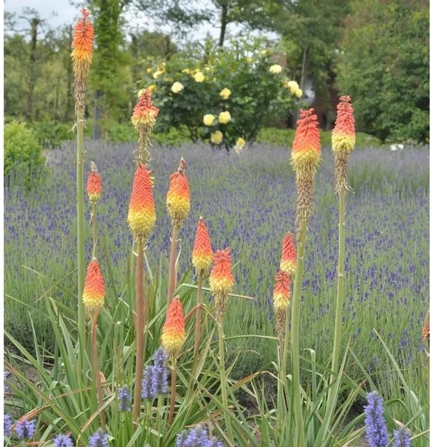 Kniphofia caulescens Fackellilie in Orange als mehrjährige Staude für deinen Garten - Bild 1