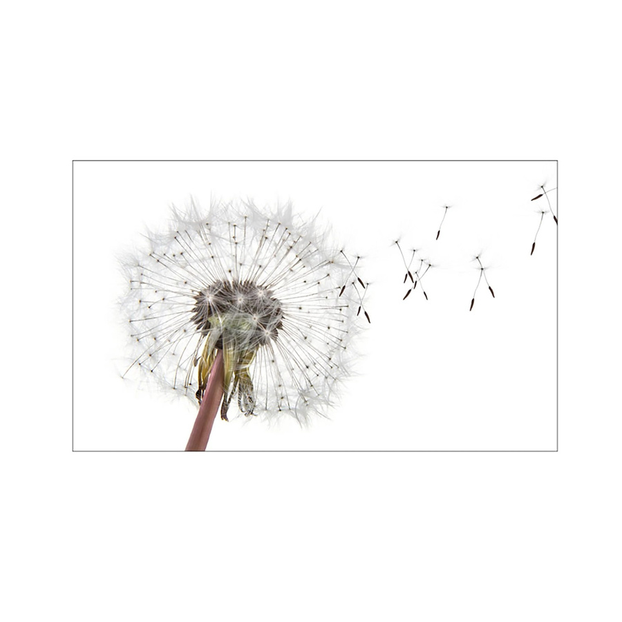 MySpotti Küchenrückwand Profix Cucina Dandelion aus Aluminiumverbund in Weiß-Grau B/H: 100 x 60 cm - Bild 1