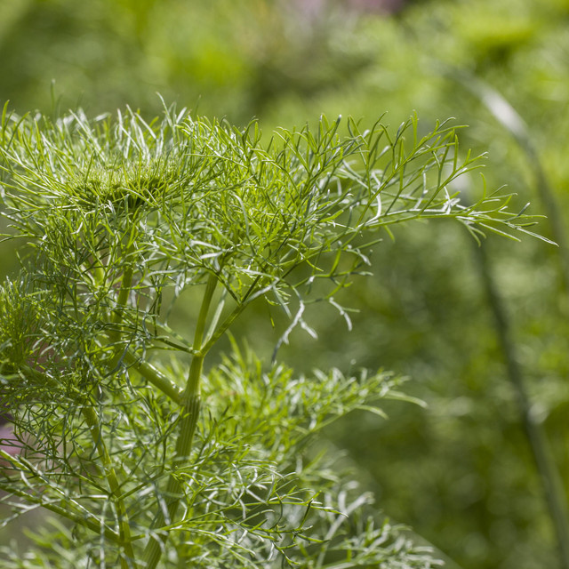 BIO Dill von BLUME2000, 3 Stück - Bild 1