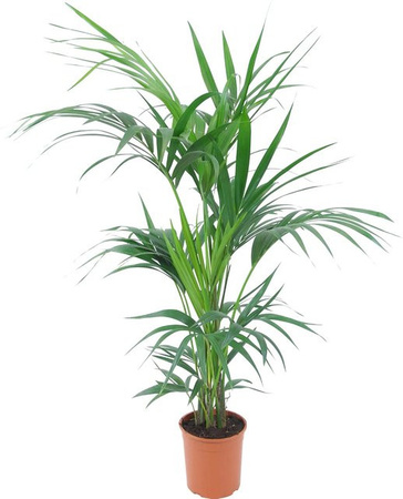 GROW by OBI Kentiapalme Howea forsteriana als pflegeleichte Zimmerpflanze im Topf, Farbe: Grün, Durchmesser: 19 cm