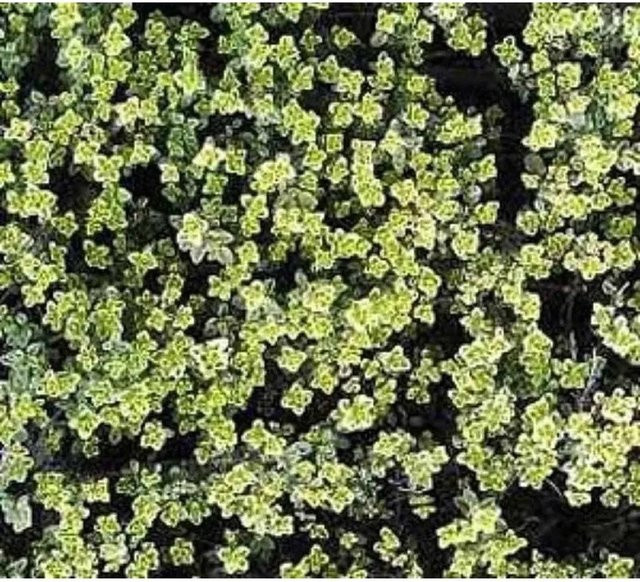 Zitronenthymian Silver Queen Thymus citriodorus Gewürzpflanze von Nr-01.de im Topf - Bild 1