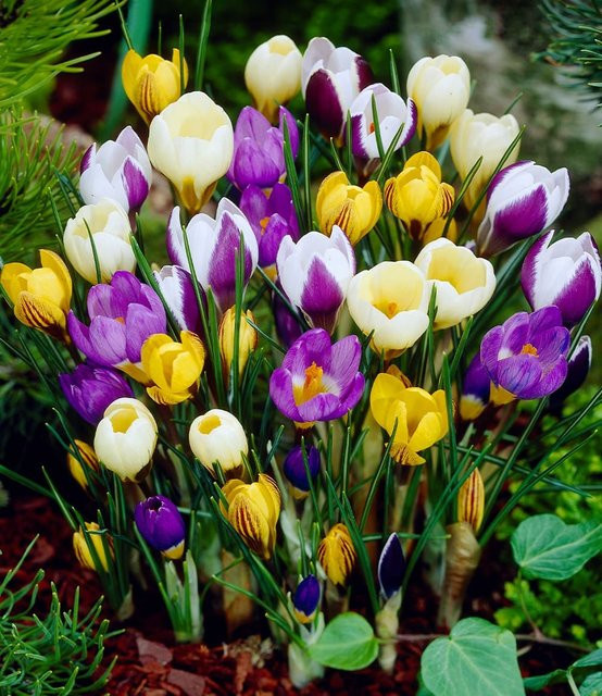 Wildkrokus Prachtmischung - Bild 1