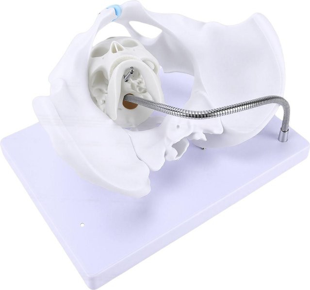 CosyHome Weibliches Beckenmodell, Fötale Entbindung Demonstrationswerkzeug, mit flexiblem Metallrohr - Bild 1