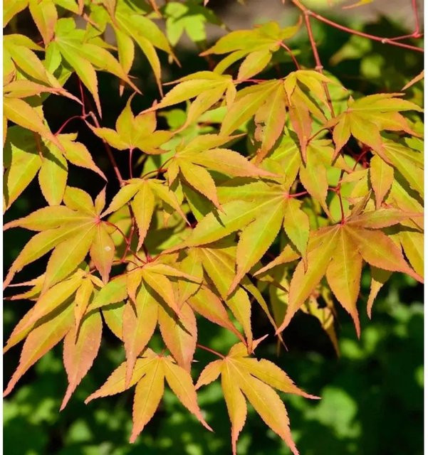 Fächerahorn Osakazuki Acer palmatum Strauch in Rot und Orange, Höhe: 125-150 cm - Bild 1