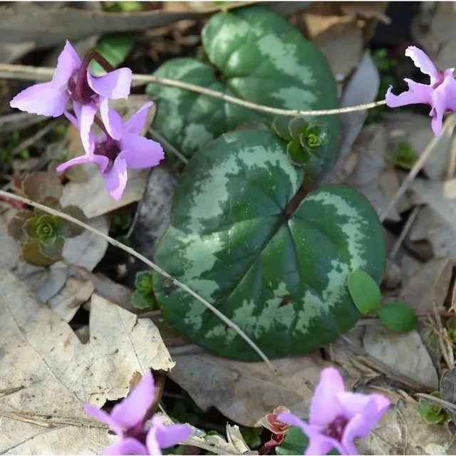 Cyclamen coum Frühlings-Alpenveilchen in Pink von Nr-01.de - Bild 1