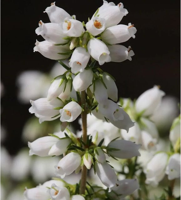 10x Alba Major Grauheide Erica cinerea als mehrjährige Pflanze für Garten und Balkonkasten in Weiß - Bild 1