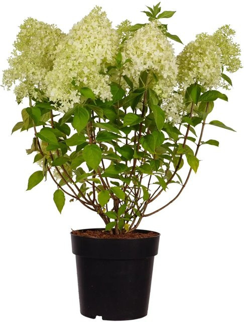 GROW by OBI Rispenhortensie Limelight Hydrangea paniculata, Höhe: 60 cm - Bild 1