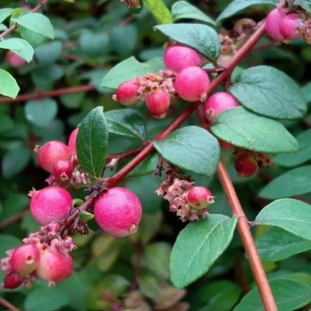 Arborix Purpurbeere Hancock Symphoricarpos chenaultii als bodendeckender Zierstrauch im Container, Höhe: 30 bis 40 cm - Bild 1