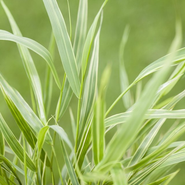 Japanisches Berggras Hakonechloa Aureola gelb-grün als mehrjährige Zierpflanze für den Garten von Mein schöner Garten Shop - Bild 1