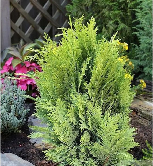 Goldgelbe Gartenzypresse Chamaecyparis awsoniana als Heckenpflanze von Nr-01.de, Höhe: 60-80 cm - Bild 1