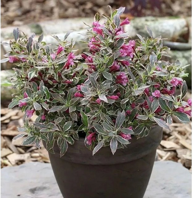 Weigela florida Zwerg Weigelie Monet pink/grün als Ziergehölz für deinen Garten - Bild 1