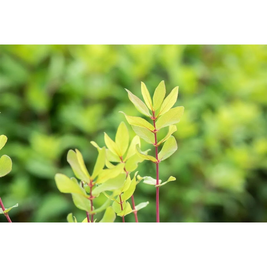 Lonicera Kamtschatica Honigbeere winterharte Beerenstrauch Pflanze Höhe: 30–40 cm - Bild 2