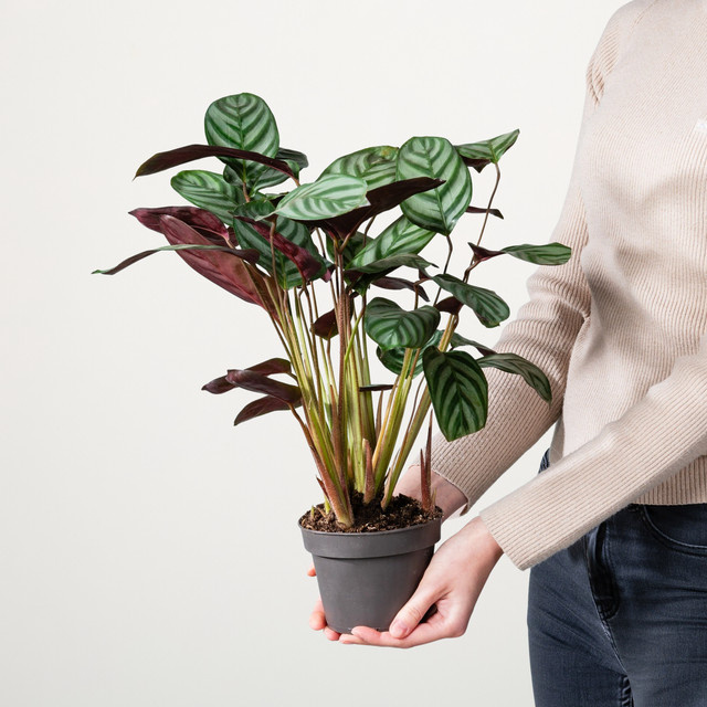 Calathea Compactstar von BLUME2000, grün gestreifte Zimmerpflanze, Höhe: 70 cm, Breite: 25 cm, Tiefe: 1 cm - Bild 1
