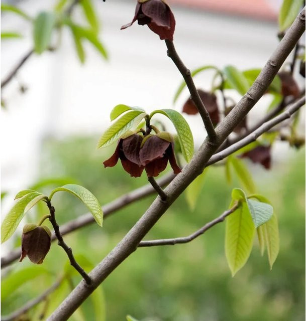 Asimina triloba Indianerbanane Topfpflanze von Nr-01.de in Grün, Höhe: 60-80 cm - Bild 1