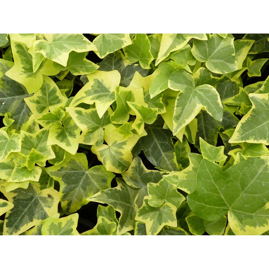 Hedera helix Efeu Gold Zimmerpflanze im Topf Durchmesser: 9 cm - Bild 2