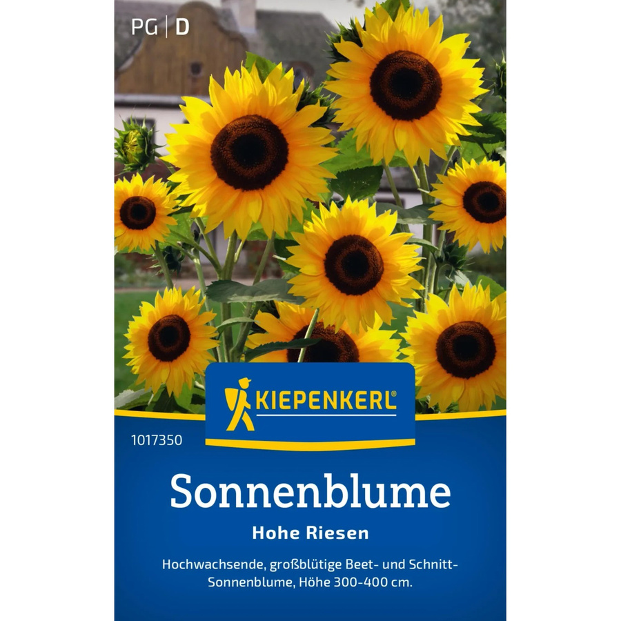 Kiepenkerl Sonnenblume Helianthus annuus als hohe Riesenpflanze für den Garten - Bild 2