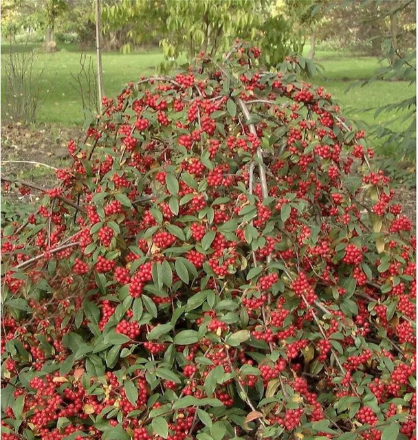 Cotoneaster watereri Hängemispel in Wintergrün für Balkon und Garten, Höhe: 80-100 cm - Bild 1