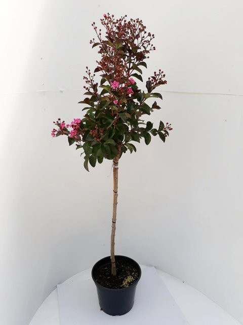 Pflanzen-Boering Lagerstroemia Rhapsodie Pink Kreppmyrte als Zierstrauch in Pink, Gesamthöhe: 135 cm - Bild 1