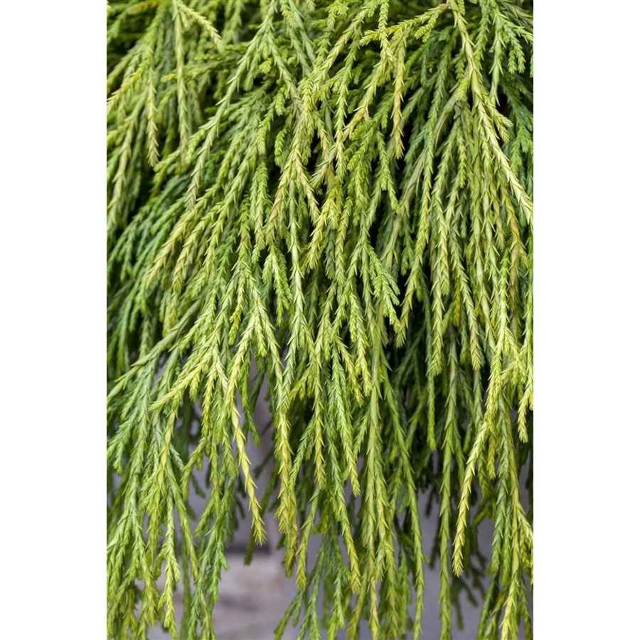 Chamaecyparis Pisifera Sungold Scheinzypresse Goldgelb pflegeleicht 30–40 cm - Bild 2