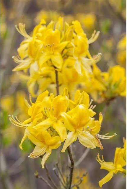 Rhododendron Luteum Golden Sunset Gelb Zierstrauch für den Garten 40–50 cm - Bild 1