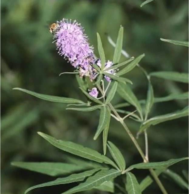 Mönchspfeffer Pink Pinnacle Vitex agnus castus Strauch in Pink, Höhe: 40-60 cm - Bild 1