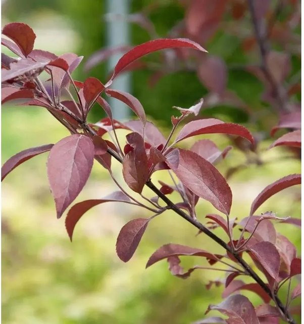 Zierapfel Coccinella Malus Hybride für den Garten, Höhe: 100-125 cm - Bild 1