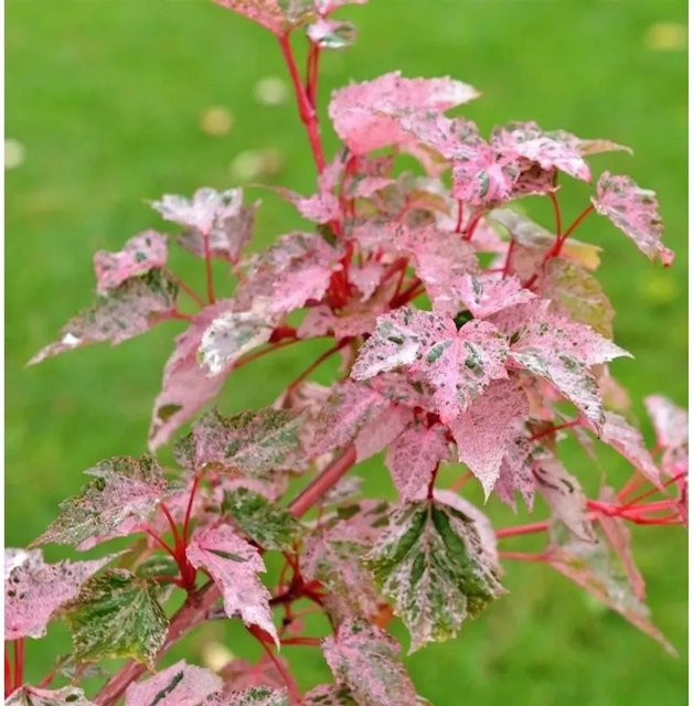 Streifenahorn Red Flamingo Acer conspicuum in Rot und Grün, Höhe: 80-100 cm - Bild 1