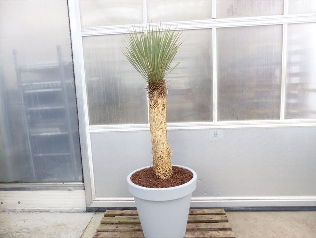 Winterharte Yucca Rostrata Palme aus Mexiko, Höhe: 170 cm, Stammhöhe: 78 cm - Bild 1