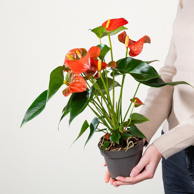 Flamingoblume Solara Anthurium von BLUME2000 in Orange, Rot und Grün - Bild 1