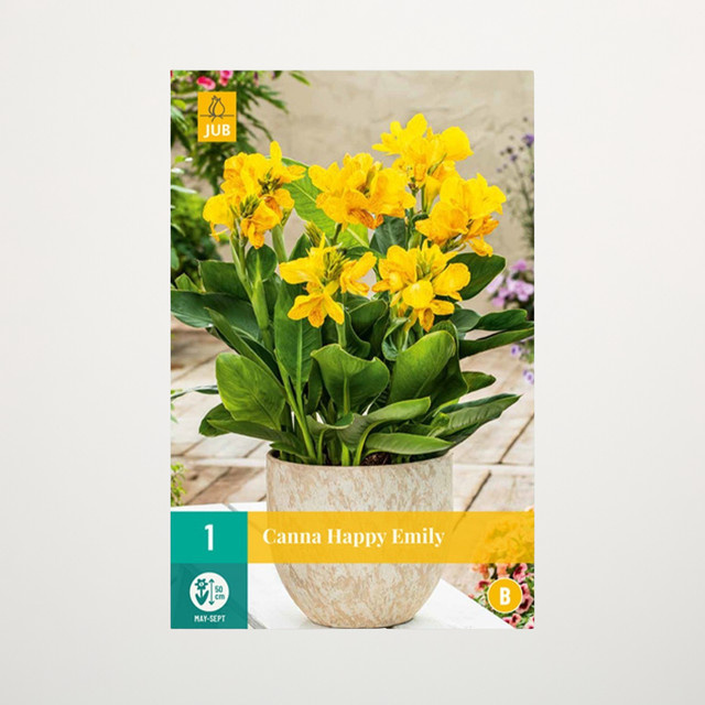 Zwerg-Canna Happy Emily Knolle von BLUME2000 - Bild 1