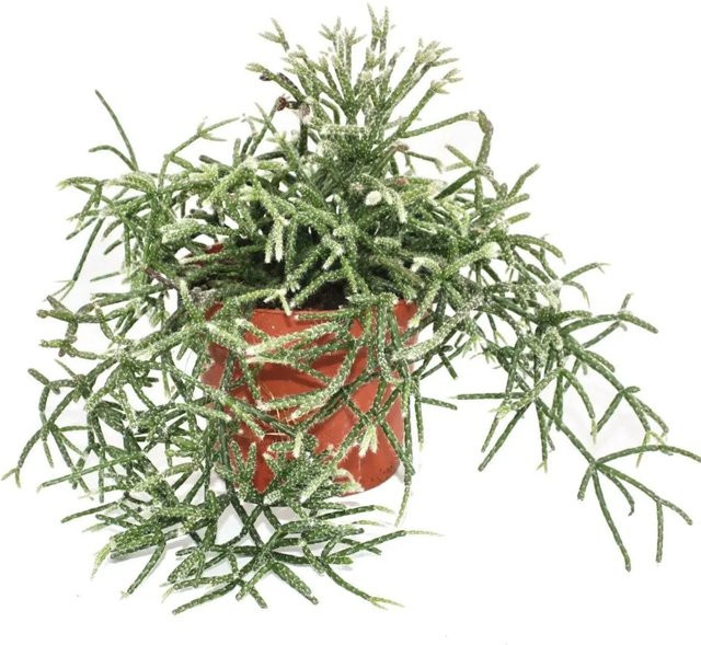 Exotenherz Rhipsalis Pilocarpa Korallenkaktus als Zimmerpflanze im 12 cm Topf - Bild 1
