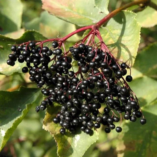 Sambucus nigra Schwarzer Holunder Strauch für deinen Garten - Bild 1