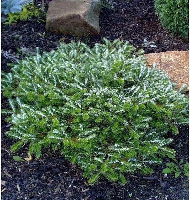 Gedrungene Zwerg Koreatanne Alpin Star Abies koreana, grün, Höhe: 35 cm - Bild 1