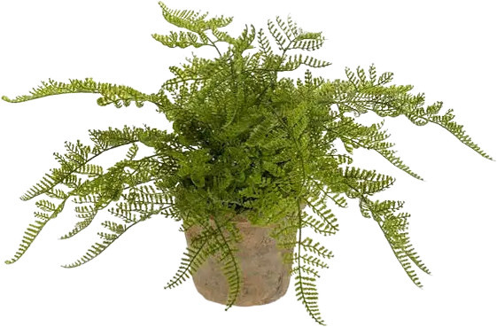 Künstlicher Waldfarn Korbinian von Aplanta, grün, Höhe: 30 cm - Bild 1