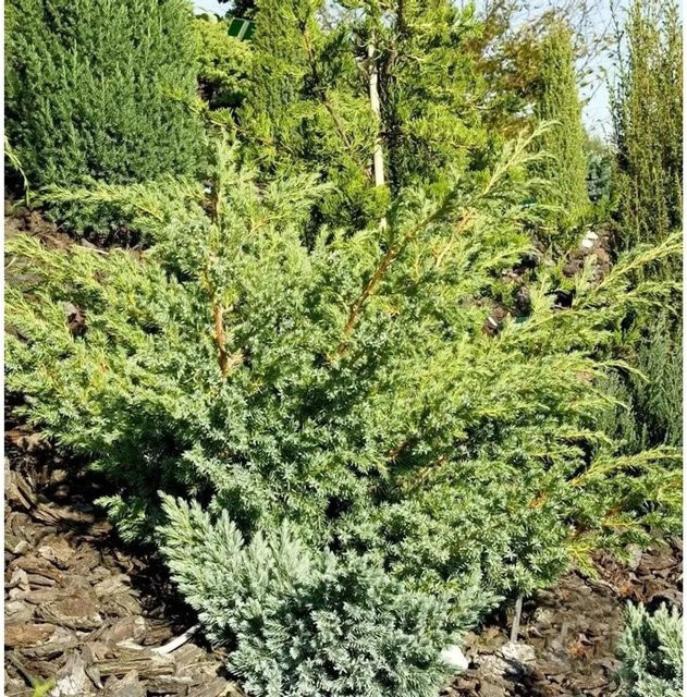 Zwerg Wacholder Little Joanna Juniperus squamata grün Höhe: 20-30 cm - Bild 1
