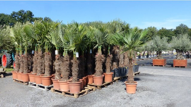 gruenwaren Trachycarpus fortunei Hanfpalme winterhart, Stammhöhe: 80 cm, Größe: 220-250 cm - Bild 1