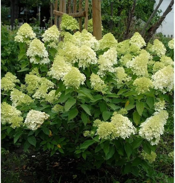 Rispenhortensie Mojito Hydrangea paniculata von Die Nr-01.de, Farbe: Weiß und Limettenfarbton, Höhe: 60-80 cm - Bild 1