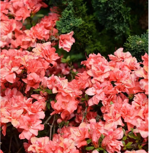 Japanische Azalee Cherie Rhododendron obtusum Zwerg Alpenrose in Pink, Höhe: 40 cm - Bild 1