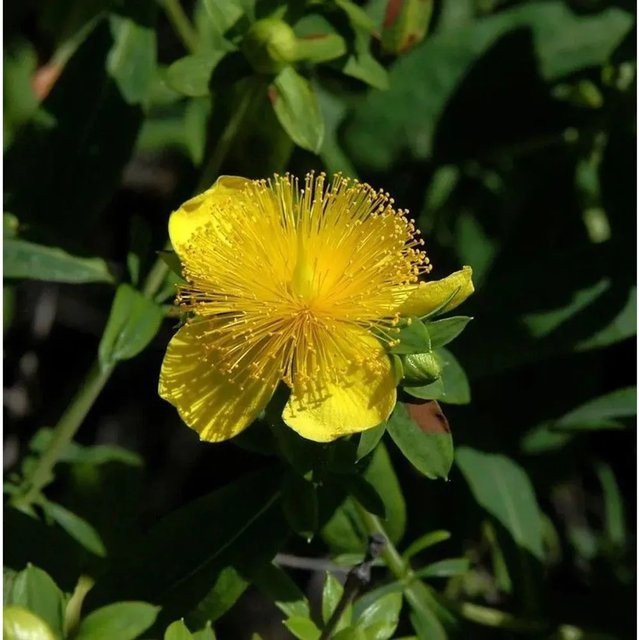 Hypericum Johanniskraut Miracle Blizz Zierstrauch von Nr-01.de, Höhe: 30-40 cm - Bild 1