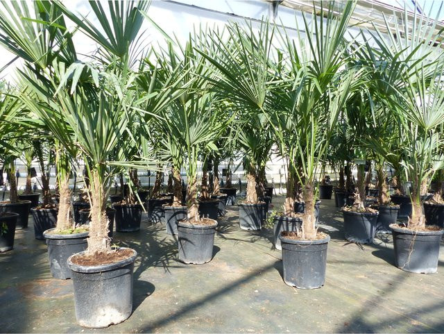 Trachycarpus fortunei Hanfpalme von Grünwaren, Höhe: 140 cm, winterhart bis -18°C - Bild 1